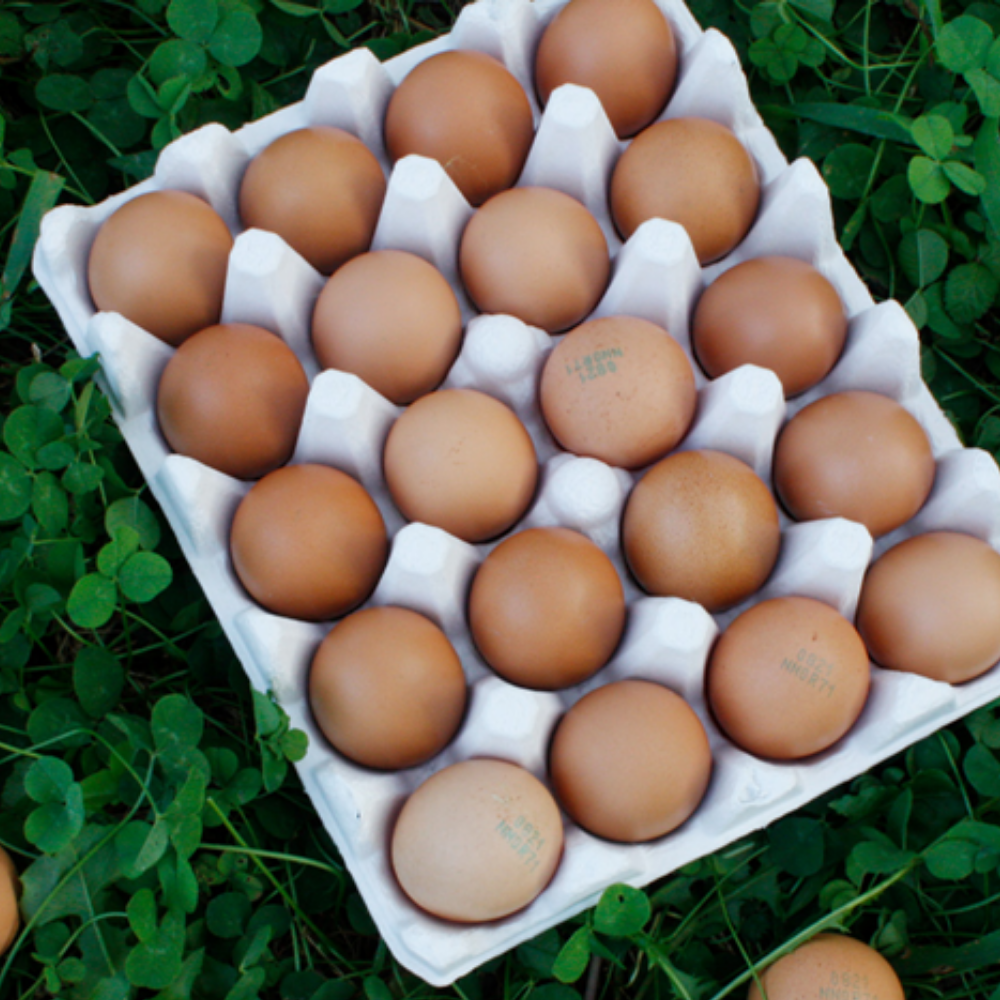 [난각번호2번] [파손보장] 무항생제 신선한 유정란 대란 특란 12,900원