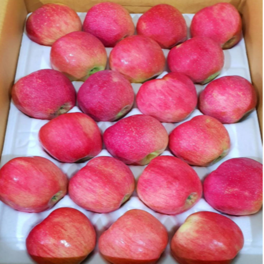 [고운농원] 선물용 청송 고당도 부사사과 정품, 1개, 대과 5kg (선물포장) 70,500원