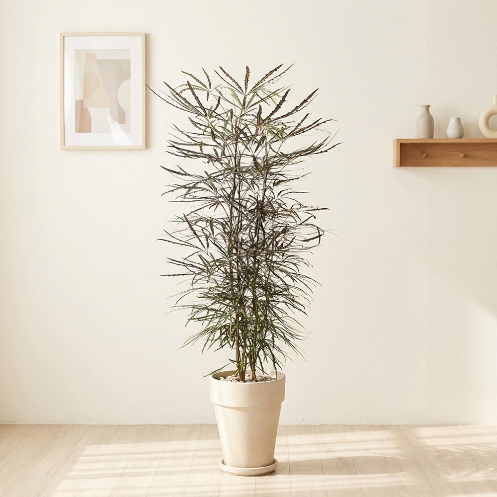 시크한 매력 대형 아랄리아 이색적인 공기정화식물 예쁜 카페식물 110,000원