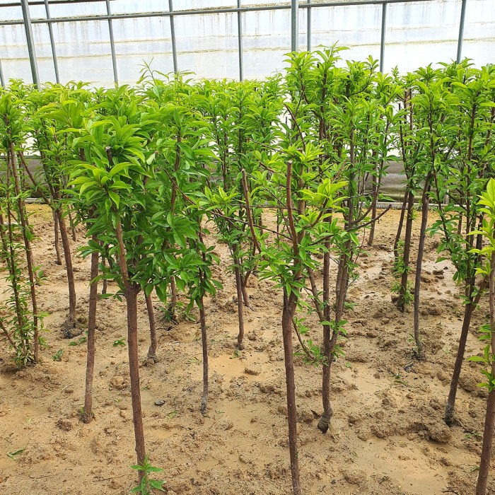 목하원예조경 바이오체리나무 묘목 (서양자두+체리 교잡) R3~4점 결실주 자가수정 노지월동 과일나무 35,000원