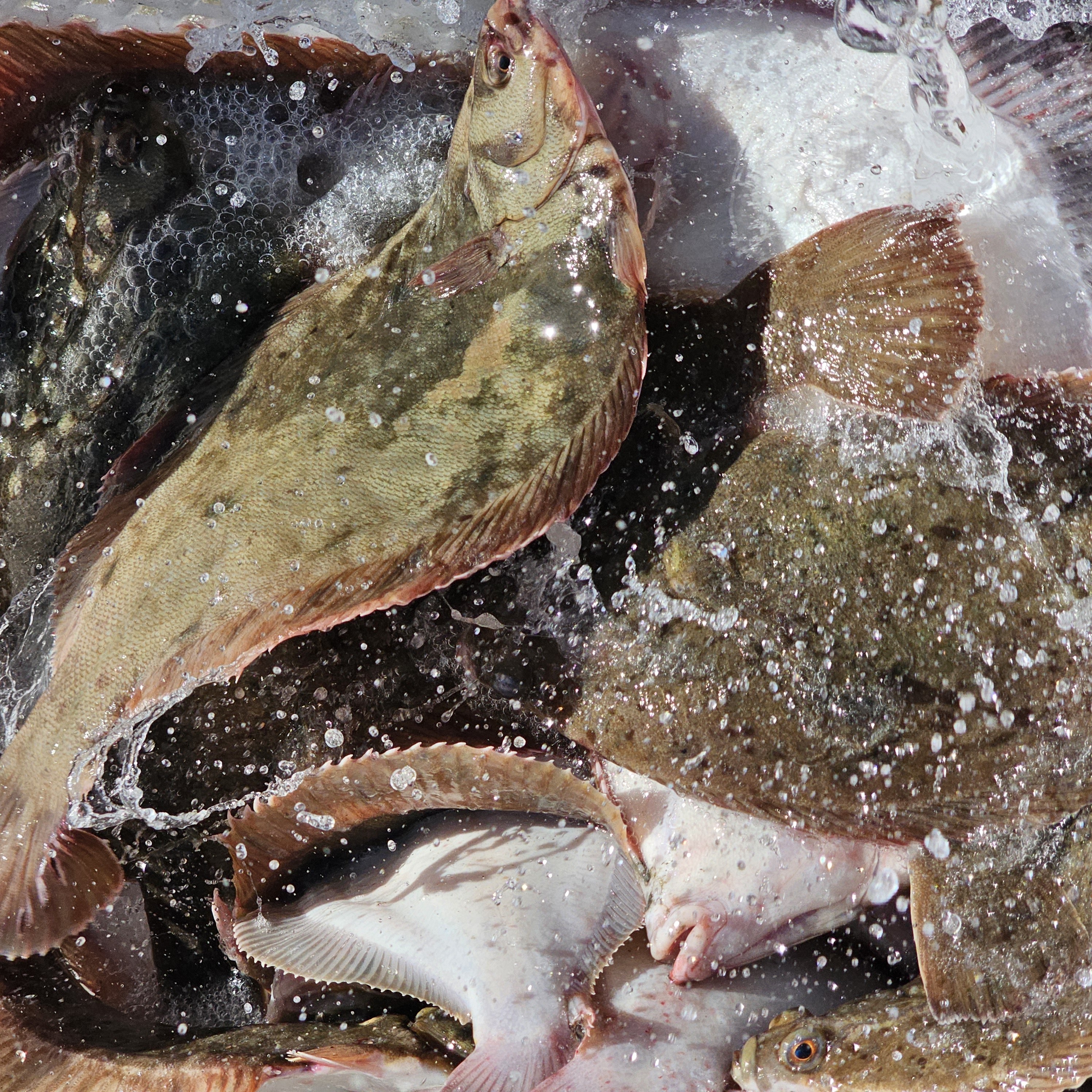 통영 봄 도다리 쑥국 4인분 손질 도다리 5-600g + 쑥100g, 1개, 도다리 2-4마리 24,900원