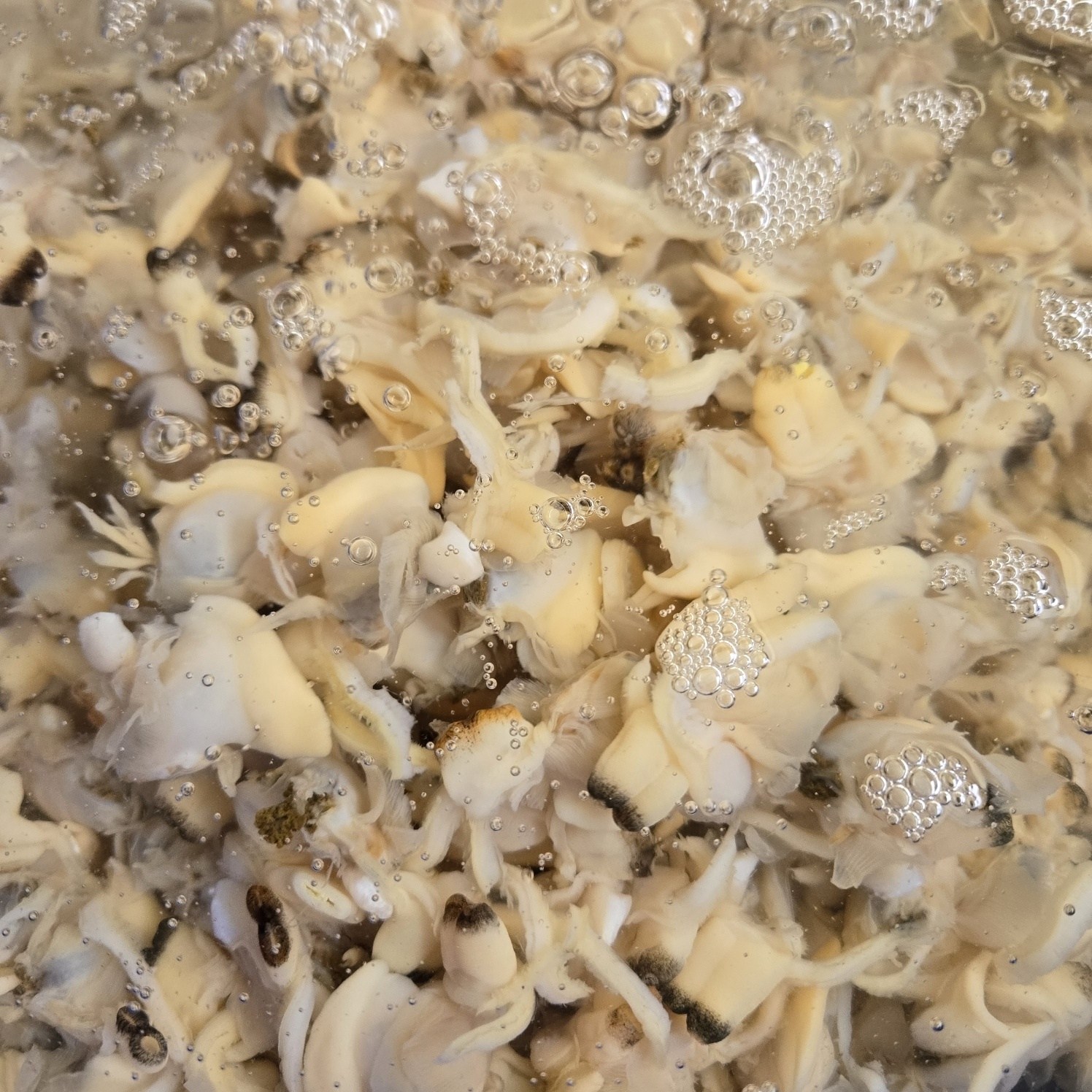 국내산100% 당일조업 남해 활 왕바지락살 해감완료 24,500원