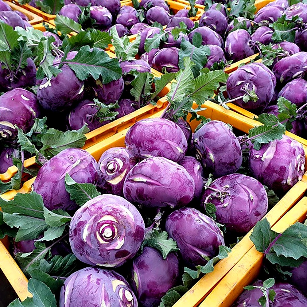 간편한식탁 오늘수확 산지직배송 제주 콜라비 24,510원