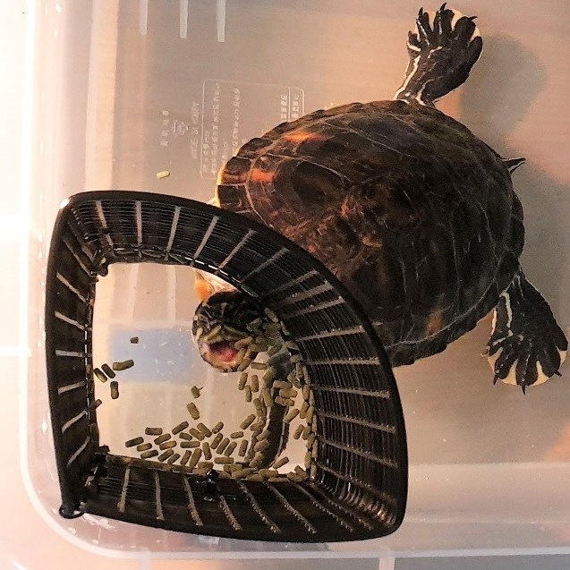 꼬북랜드 거북이 먹이통 (밥그릇) 9,700원