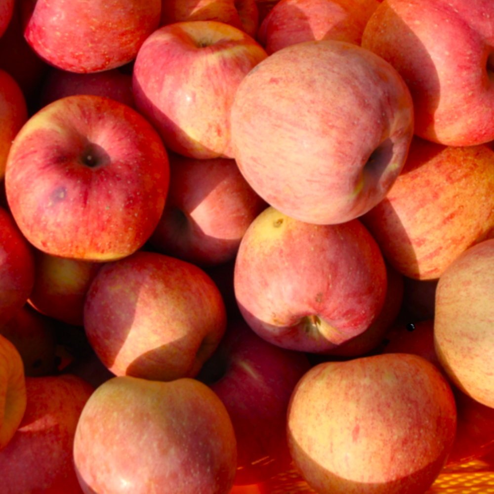 [하늘농원] 농장직송 새콤달콤한 안동 사과 가정용 19,900원