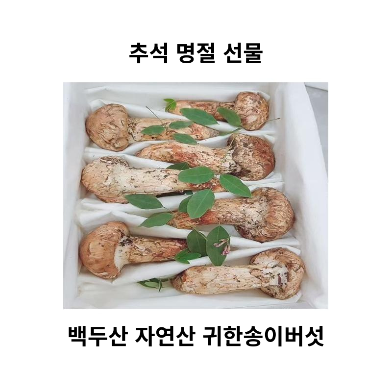 (쉬즈앤) 자연산 프리미엄 특상급 송이버섯/선물용 최고급송이/귀한분께 드리는 명절 선물세트/산에서온 최고급 고기 특상급 송이버섯, 1개, 1KG 250,000원