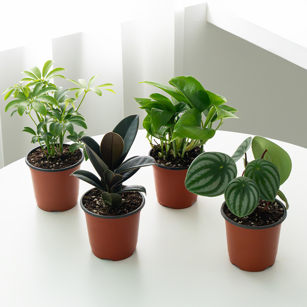 [로켓프레시] 코코도르팜 생화 공기정화 식물A 포트 소 4종 세트, 혼합색상, 1세트 18,800원