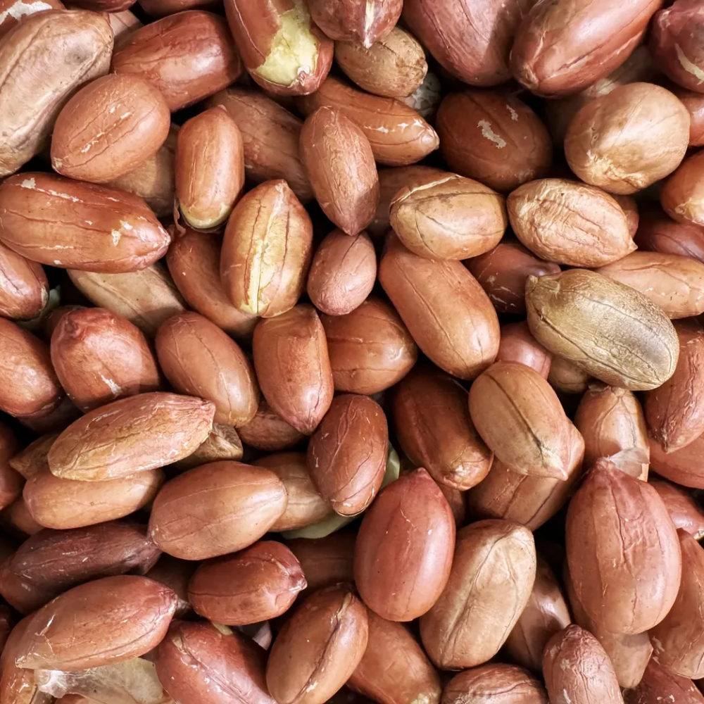 25년 수확 볶은땅콩 왕큰알 25,990원