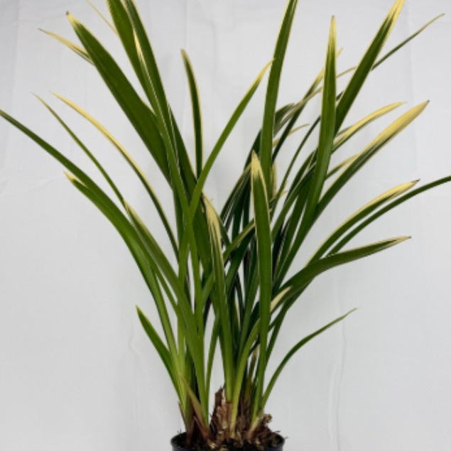 [다온난가든] 동양난 금기 취임/축하/고급선물 동양란 39,000원