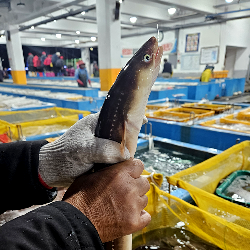 [진우수산] 통영 자연산 당일 손질 바다 장어 소스2종 포함, 1개, 특대 1kg(2~3미) 13,690원