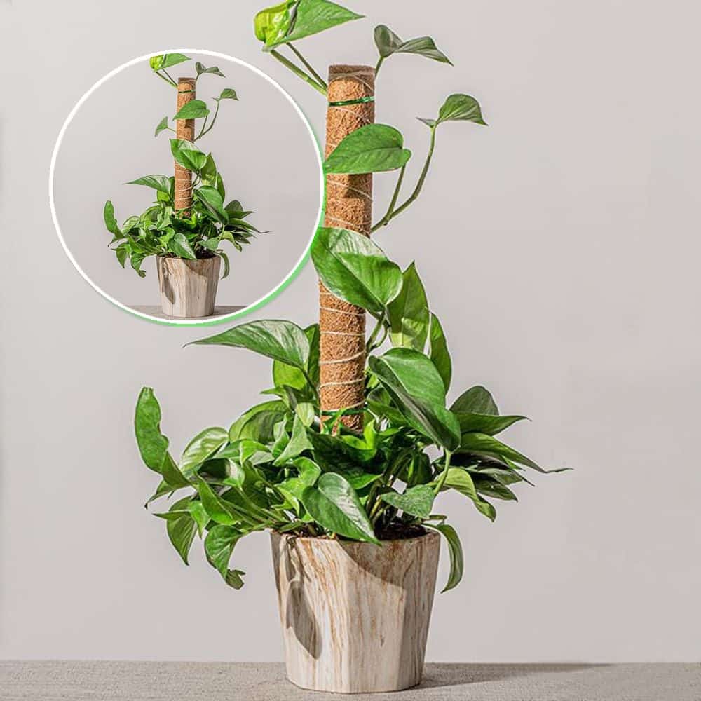 쌍문상회 몬스테라지지대 수태봉 원예봉 식물인테리어 식물지지대 원예부자재 코코넛봉 식물 1m M11068 원예소품 지지대 넝쿨지지대 지주대 식물지주대 40872EA 19,820원