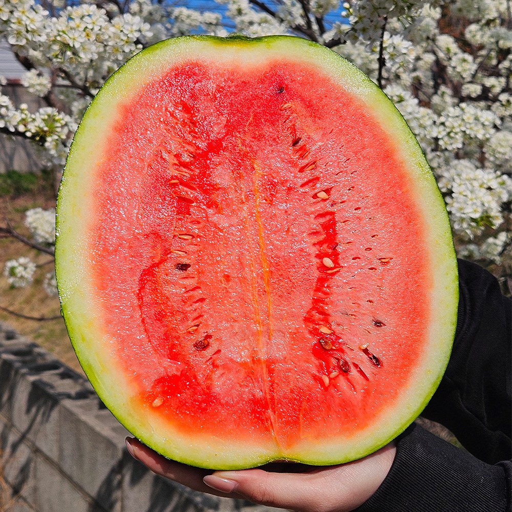 고당도 프리미엄 꿀 흑수박 흑미 59,900원