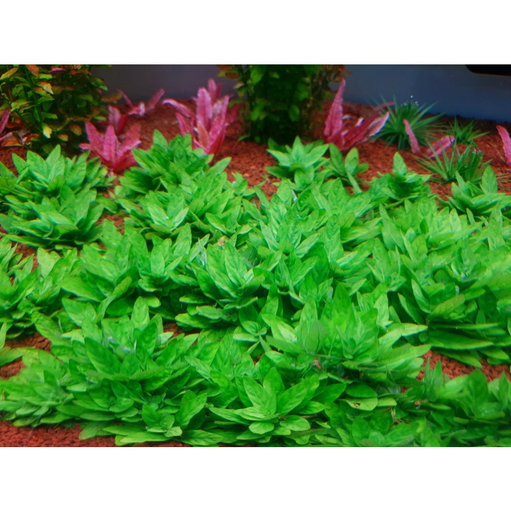 스트로징 레펜스(3촉/1촉) 전경수초중경수초 후경수초 어항수초 유경수초 구피 새우 은신처 1,000원