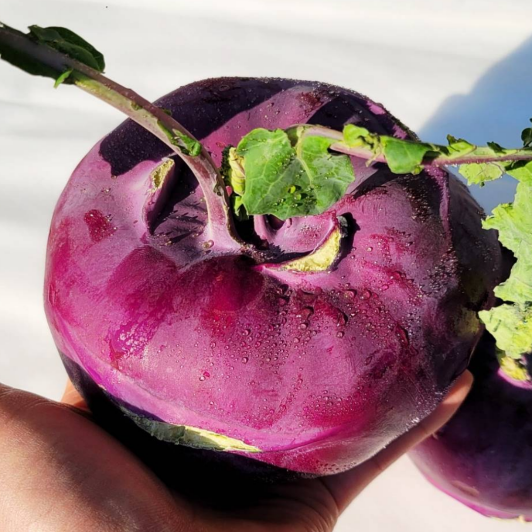 국내산 제주 햇 콜라비 적콜라비 특품 3kg 5kg 10kg [노블프레쉬], 3kg, 1개 13,890원