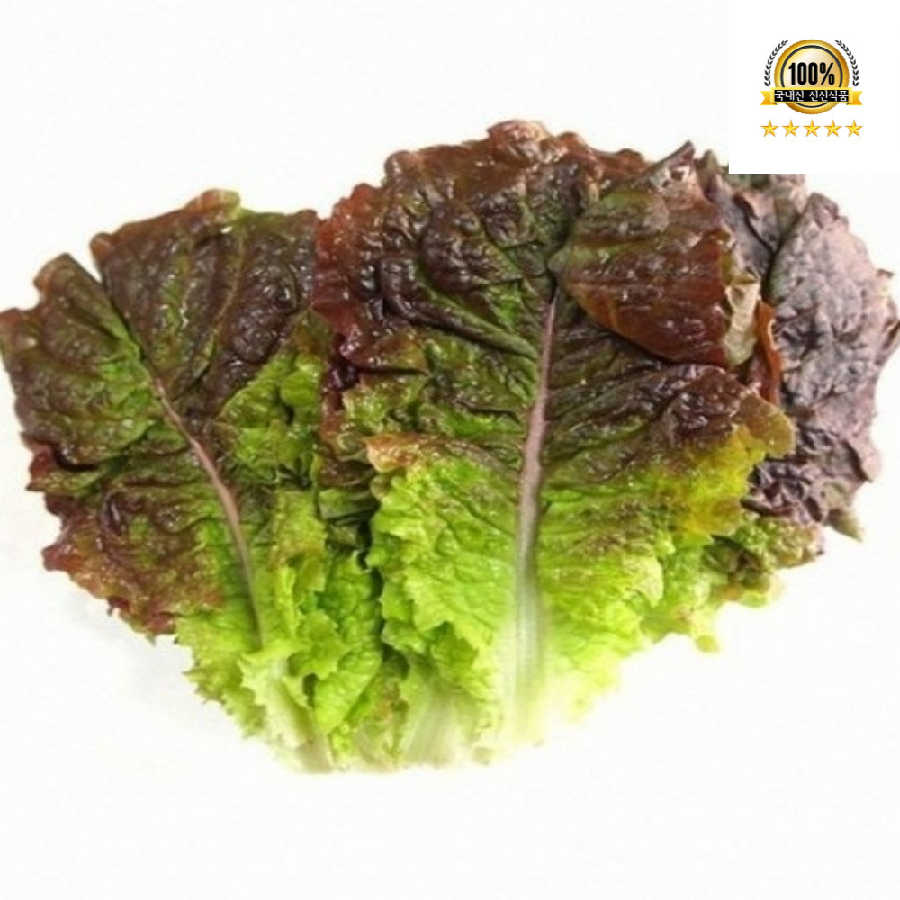 [오늘수확 당일발송] 국내산 상추 적상추 꽃상추 5,900원