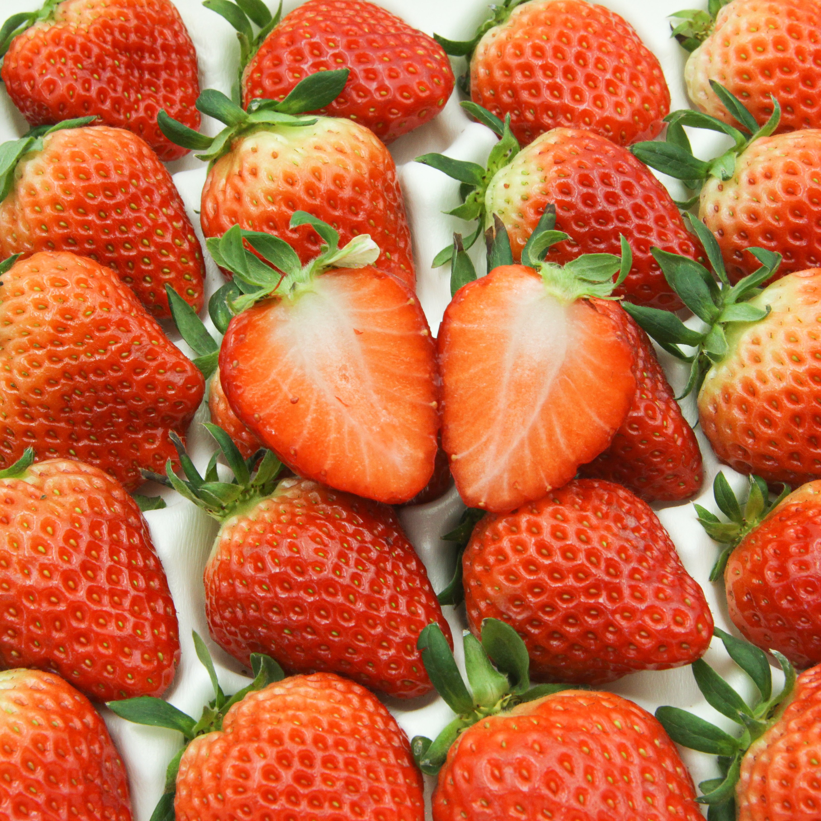 [오픈최저가] 산지직송 논산 고당도 설향딸기 당일수확 프리미엄 22,900원