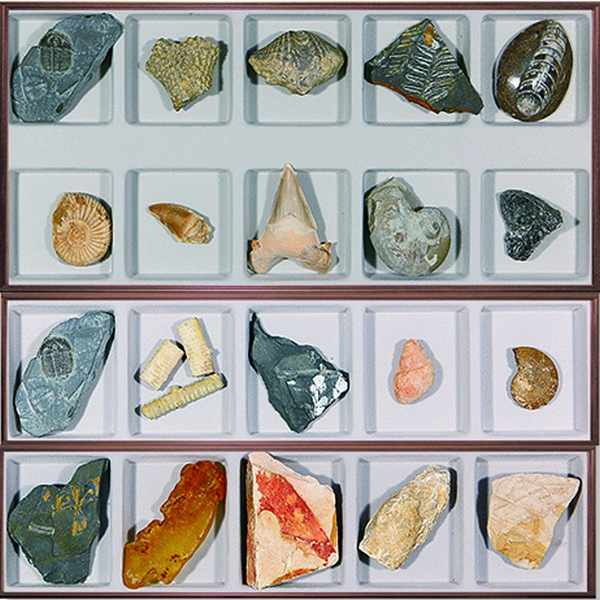 화석표본(10종세트)/고생대.중생대.신생대/식물.동물 67,000원