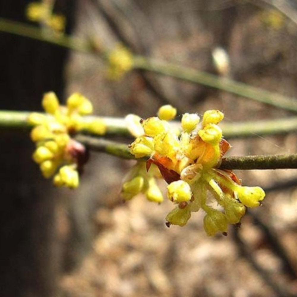 생강나무 (실생 1년,2년 ) / 우림원예가든센터, 생강나무  H1.0, 5개 25,000원