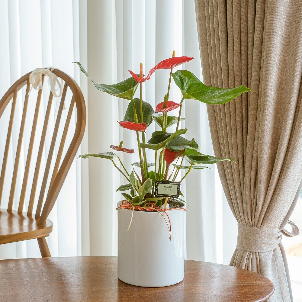 나눔플라워 전국 관엽식물 금전수 스투키 해피트리 행운목 극락조 고무나무 개업축하 실내공기정화 사무실식물 나무배달서비스, 1개, 안스리움 B 65,000원