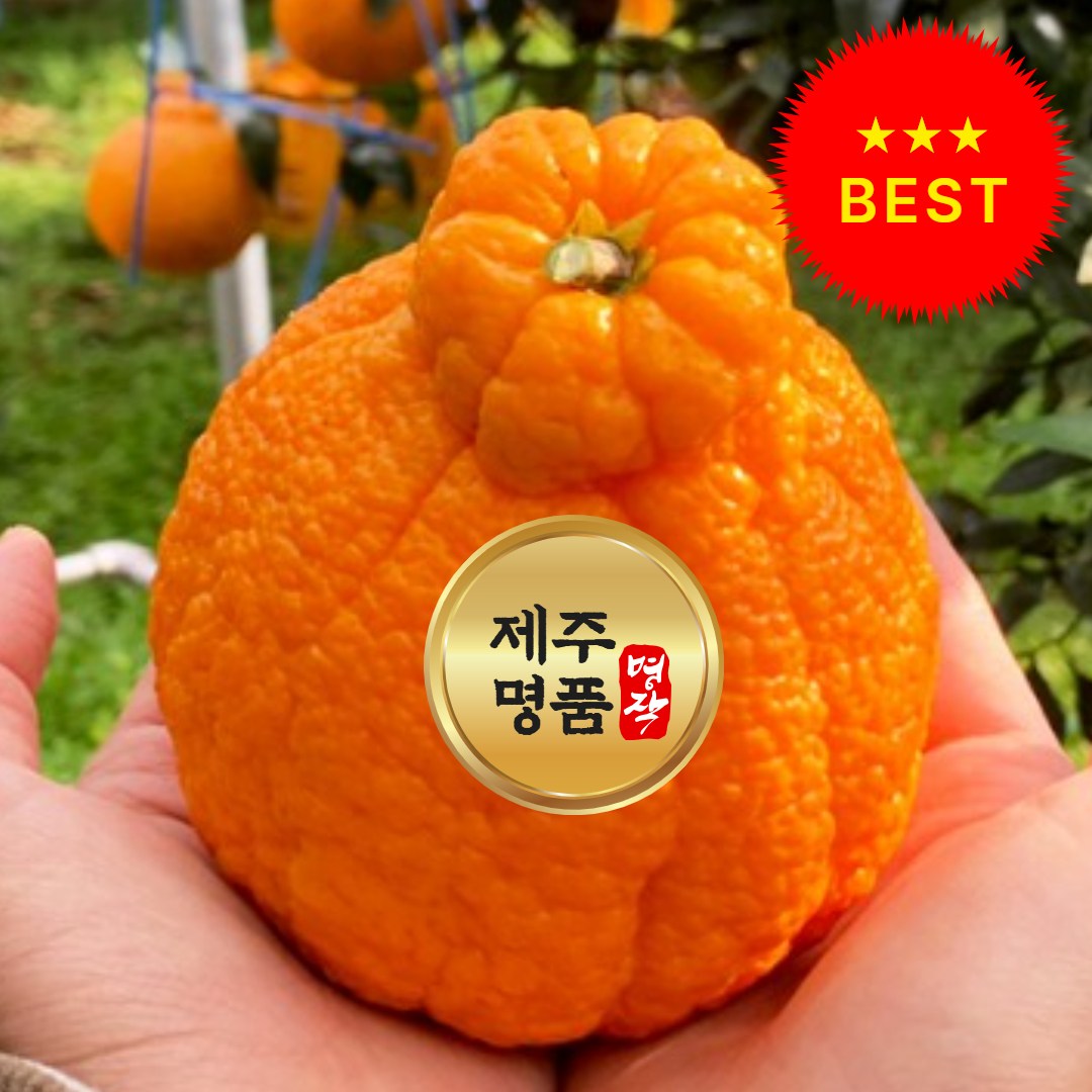 [재구매1등] 초특가 고당도 제주 한라봉, 1박스, (고당도)-제주 한라봉 2kg 16,900원