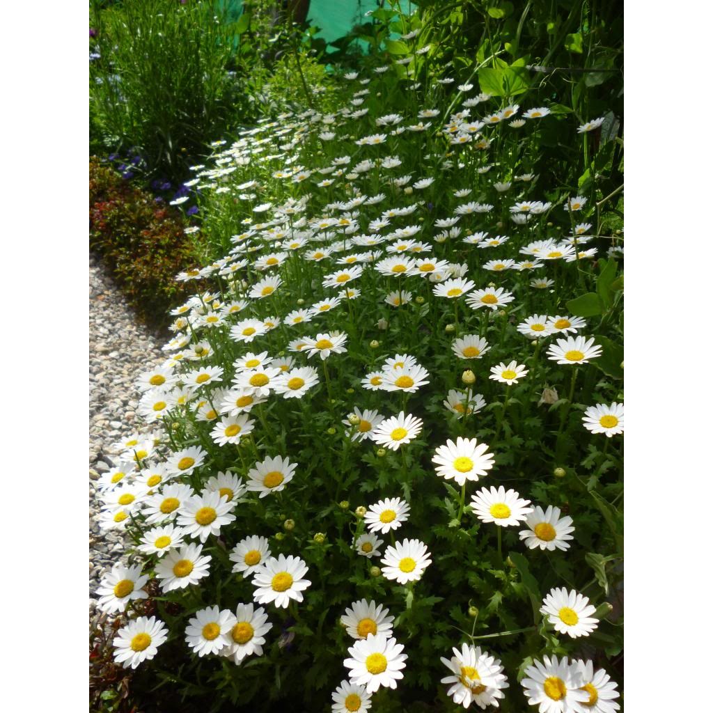 마가렛 씨앗 소포장 대포장 선택구매 키작고 오래가는꽃, 1개 27,840원