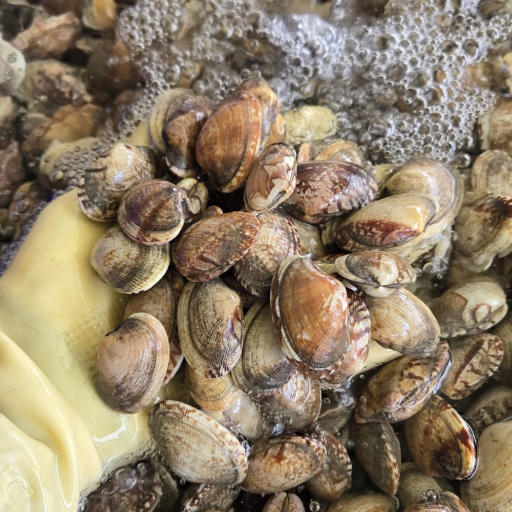 [당일조업] 바지락 국산 남해안 생물 바지락 바지락조개 칼국수용 해감바지락 11,750원
