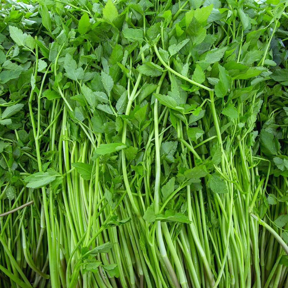 [2월한정특가] 최고원물보장 산지직송 청도미나리 (특품), 1개, 200g 7,600원