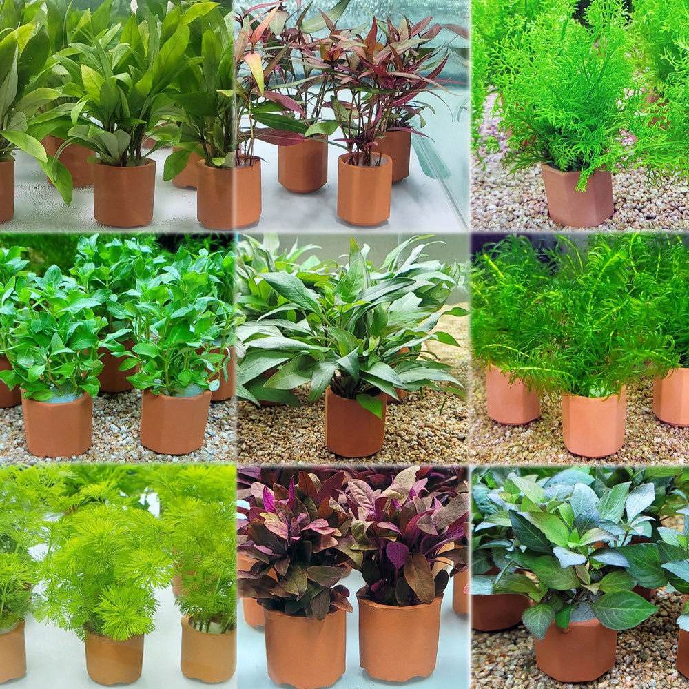 풍성한 포트수초 골라담기 초보자도 키우기쉬운 3,700원