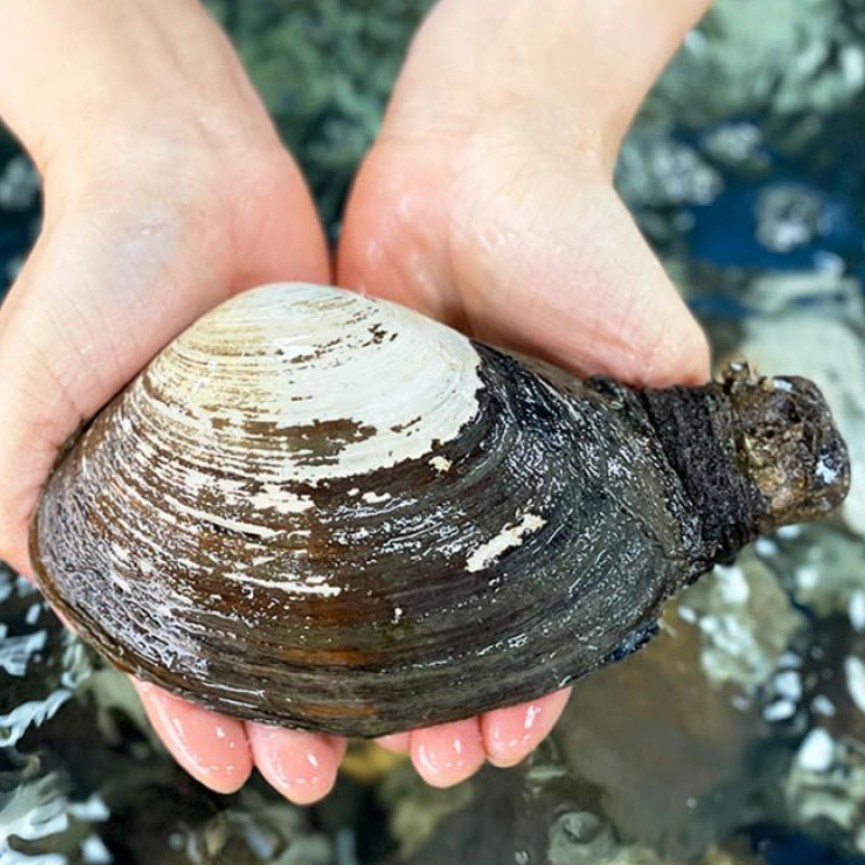 남해안 자연산 생물 우럭조개, 1개, 1kg 12미내외 24,900원
