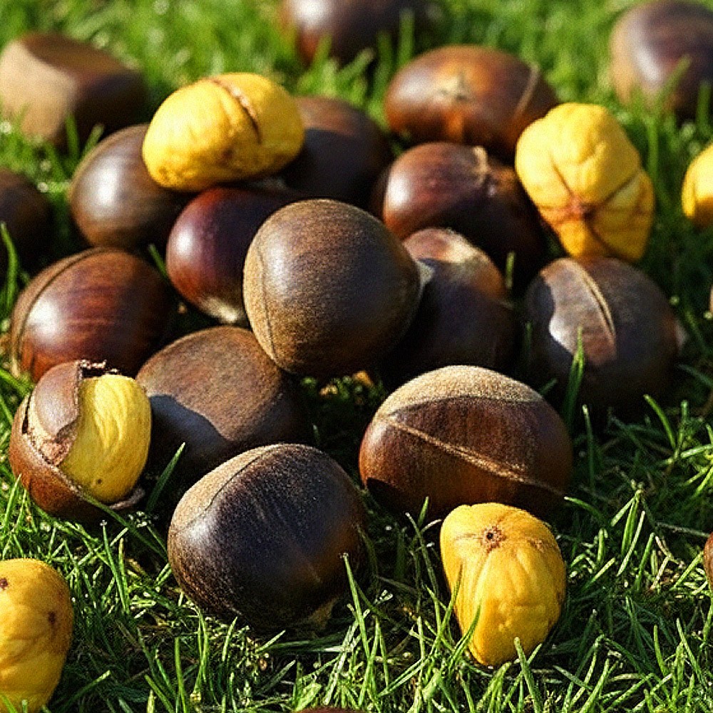 햇 공주밤 무칼집생밤 단밤 햇밤 국산 부여밤 왕밤 알밤, 10kg, 1개, 무칼집 공주밤 89,790원