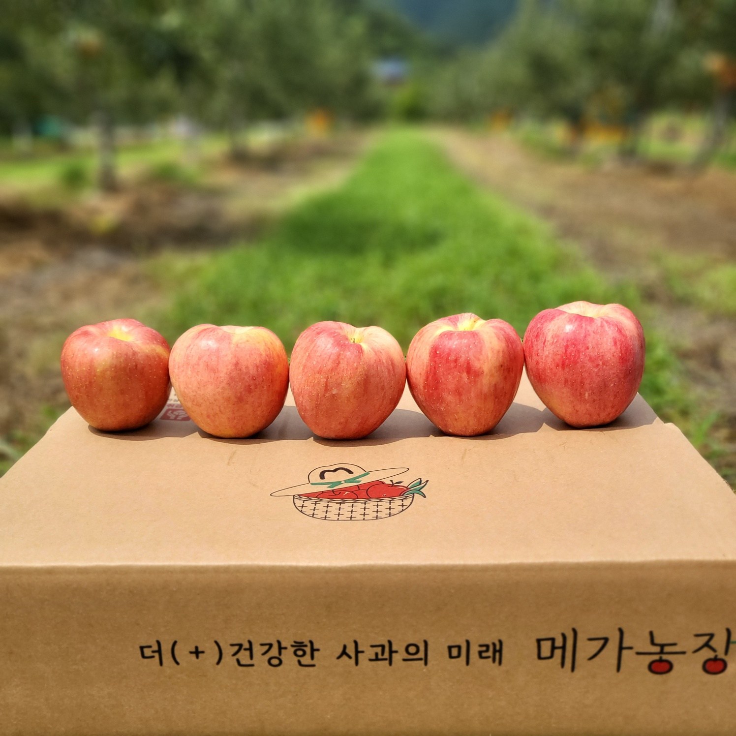 [메가농장] 문경 사과 부사 껍질째먹는 아삭상큼달콤 꿀 햇사과 55,900원