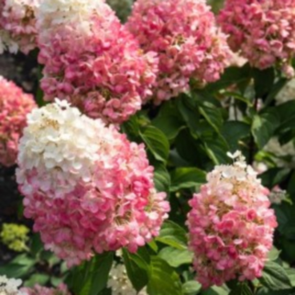 신품종유럽목수국( 썬데이프레이즈 ) [ P200화분 ] / 우림원예가든센터, 1개 19,000원