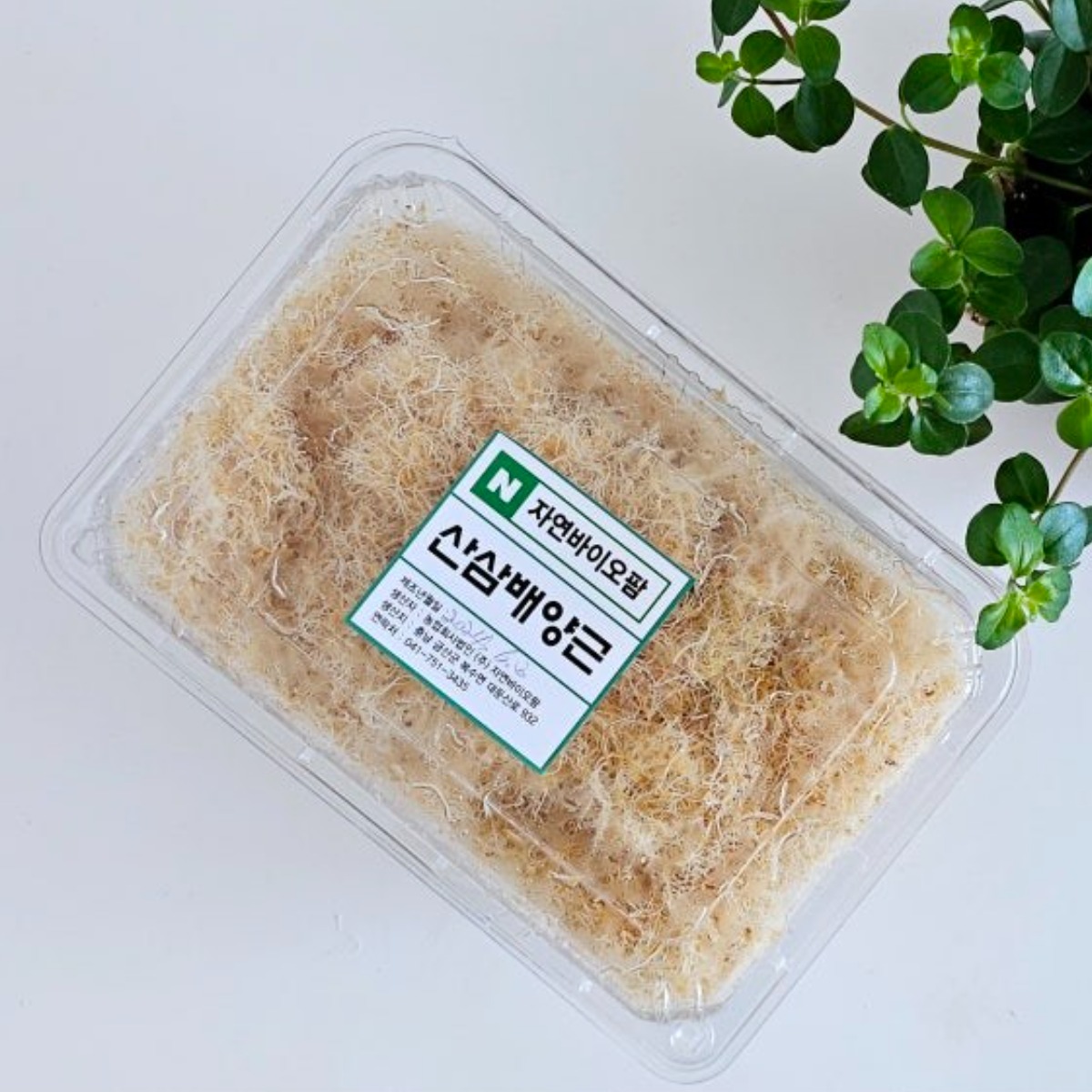 자연 산삼배양근 국내산 천종삼 금산 어르신 상견례 부모님 명절선물 선물세트, 400g, 1개 32,500원