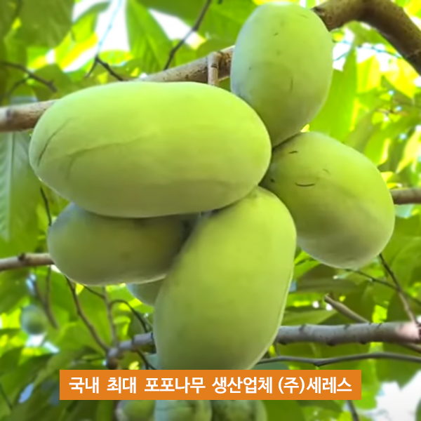 포포나무 뽀뽀나무 실생묘 항암식물 포트묘 9,000원