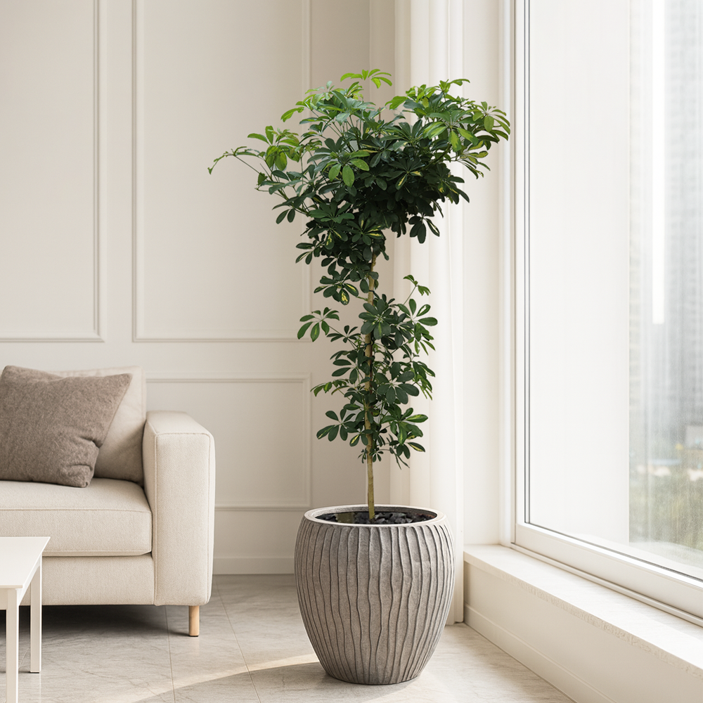 웨이브화분 실내 공기정화식물 거실화분 개업화분 사무실 음식점 카페 사옥 이전 개업식화분 영전 승진축하화분 여인초 뱅갈고무나무 금전수 아레카야자 스투키 인도고무나무 해피트리 율마 240,000원