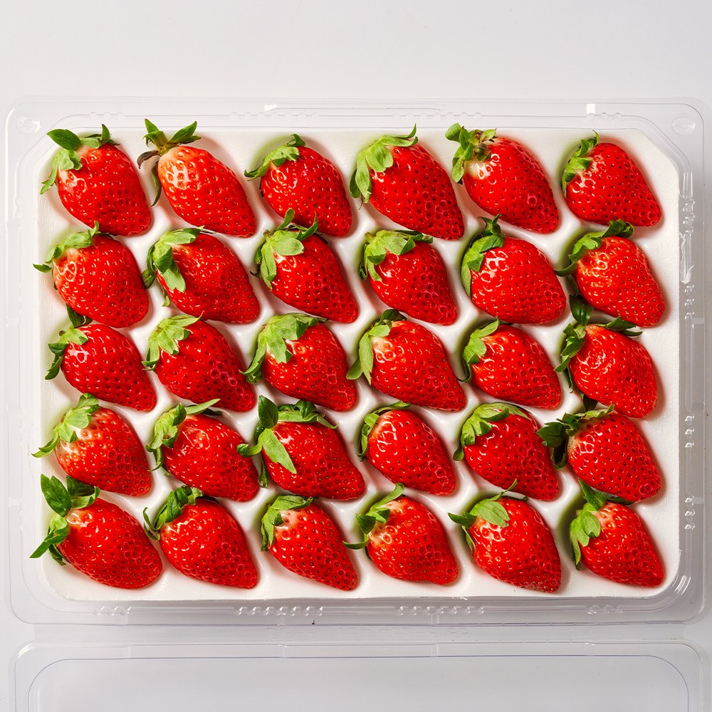 동화속딸기 고당도 산지직송 겨울 프리미엄 생 설향딸기(30구) 800G 내외 19,900원