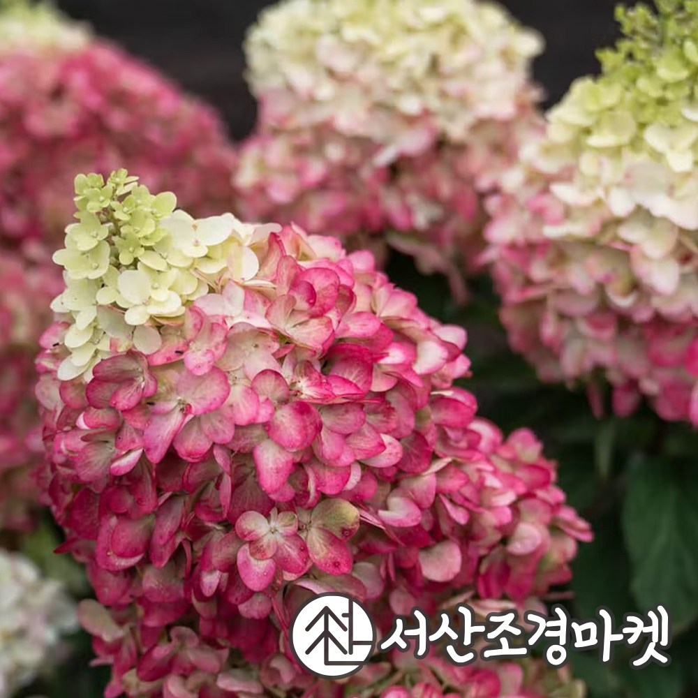 목수국나무 리빙크리에이션 컬러플 칵테일 C2포트 개화주 묘목 서산조경마켓 350,000원