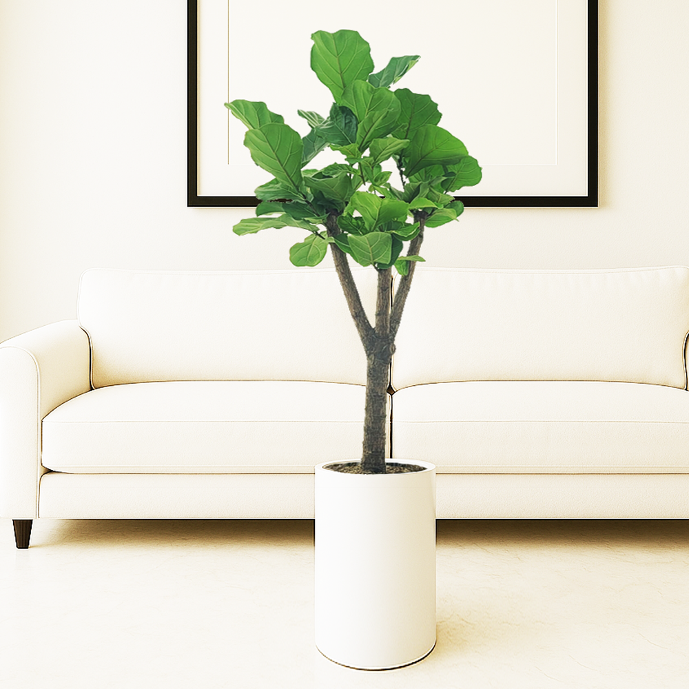 농원청년 개업화분 금전수 돈나무 사무실 카페 병원 인테리어식물 실내 공기정화식물 승진 영전 축하 화분 배달 집들이 개업선물 106,000원