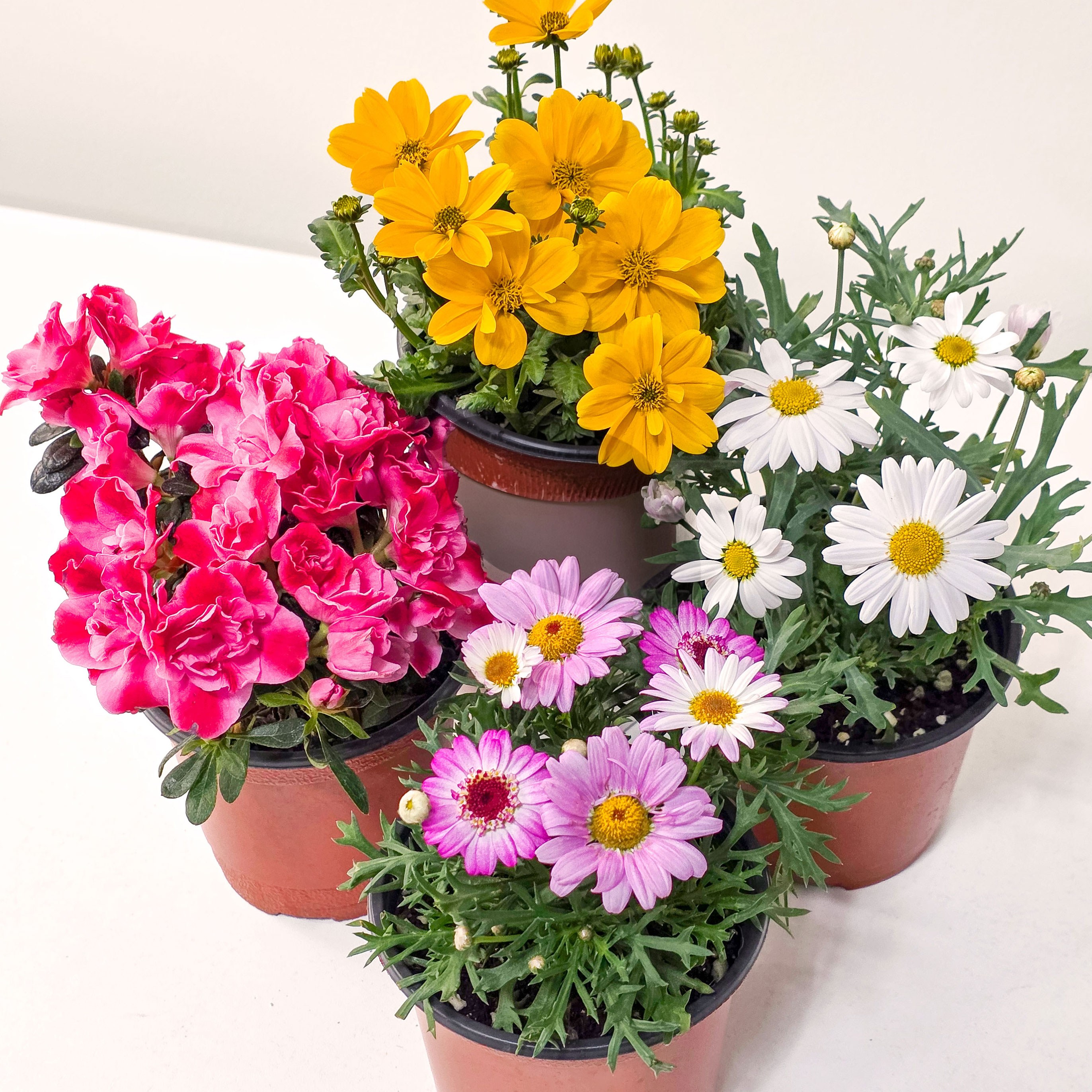 봄꽃 화분 4종 혼합세트, 1개 24,900원