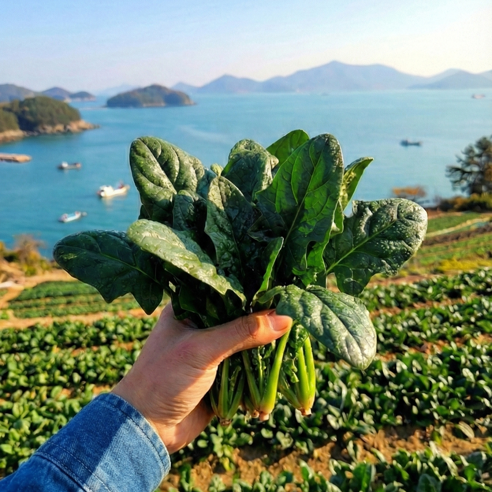 [남해1호명인] 해풍맞은 싱싱한 노지 시금치 7,500원