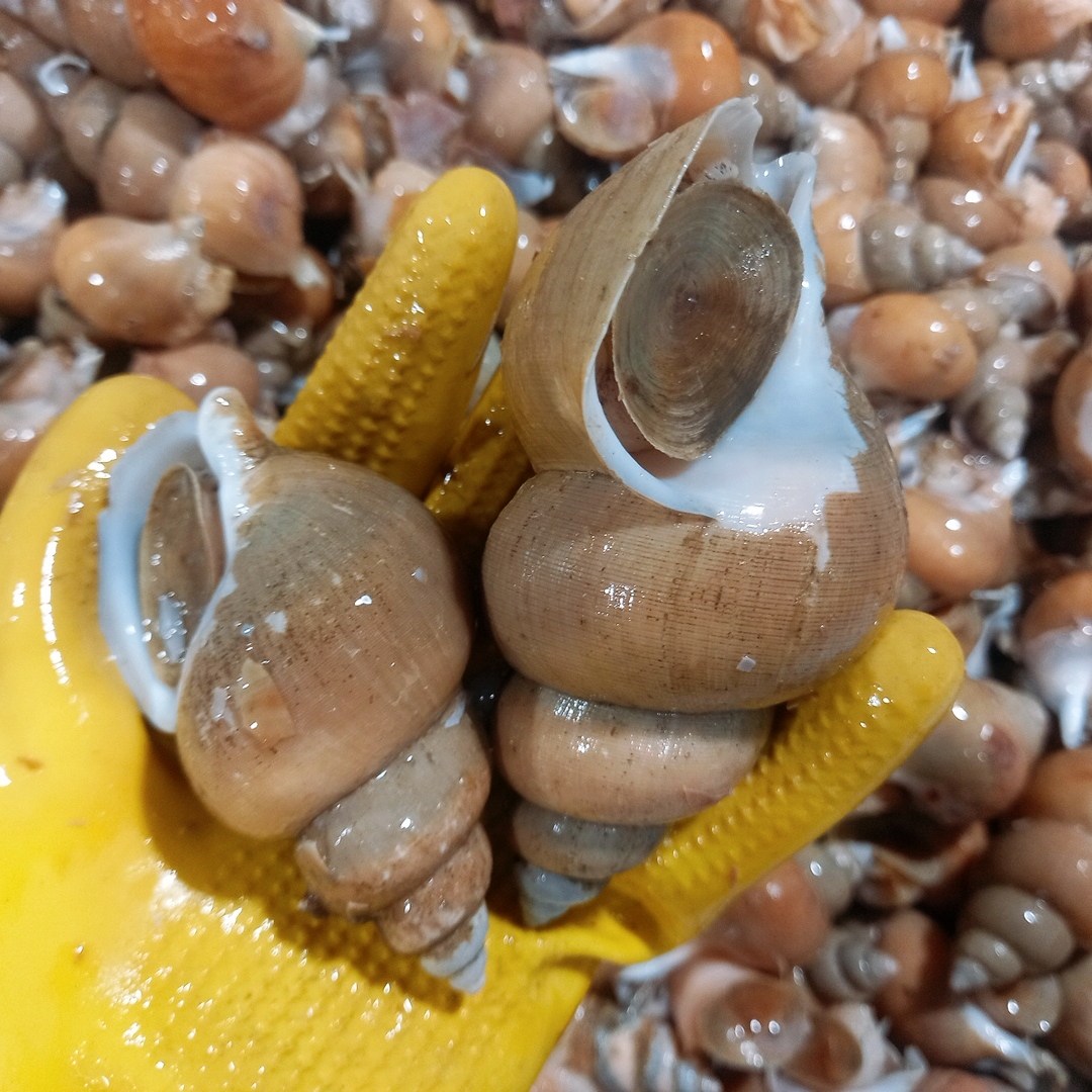 [당일조업] 산소포장 구룡포 자연산 활골뱅이 백골뱅이 백고동, 1세트, 생물 백고동  소소(60~70미) 1kg 19,900원