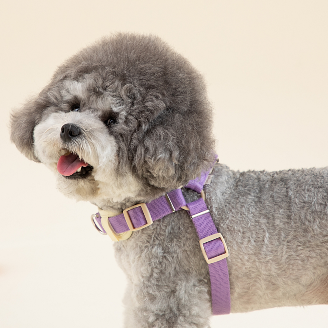 힛찌 초경량 강아지하네스 이지워크 Y형 앞섬방지 앞고리 L자하네스 초소형견 소형견 중형견 가슴줄 23,900원