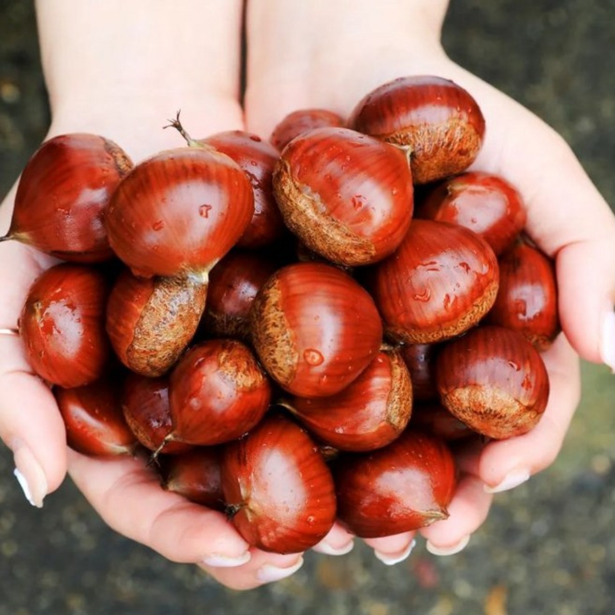 특선별 25년 햇밤 국산 알밤 부여 생밤 27,760원