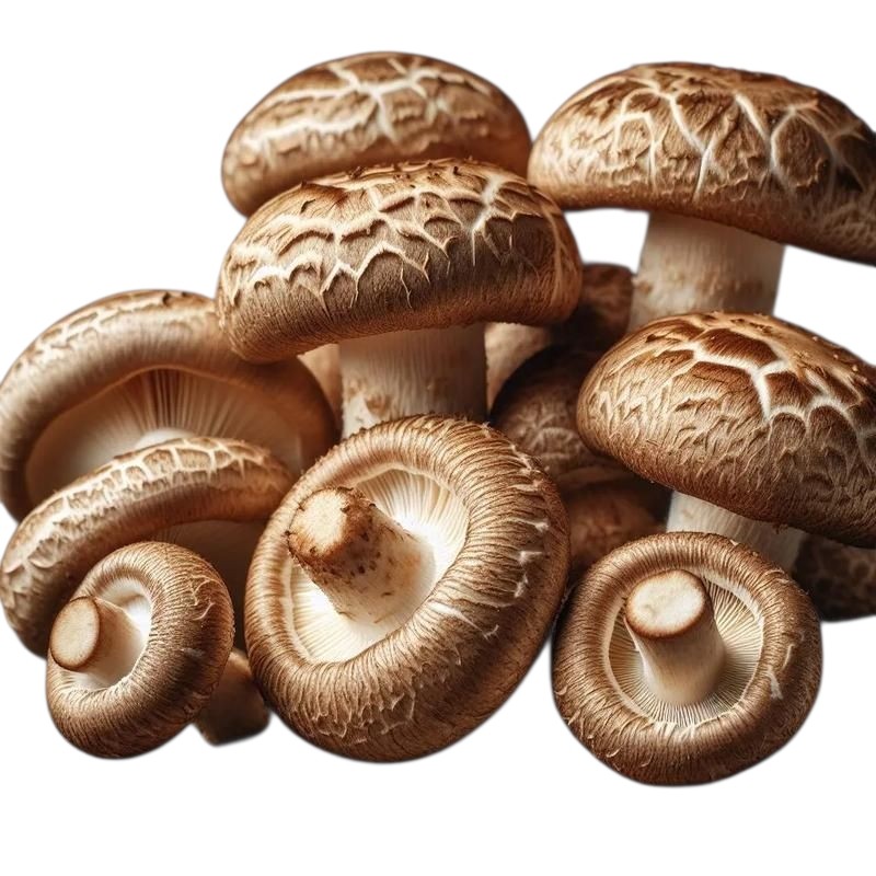 [예산농장-생 표고버섯] 가정용 못난이 실속형 파지, 대용량 33,760원