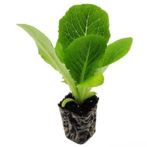 파머시카 로메인상추 모종 텃밭 주말농장용 8,500원