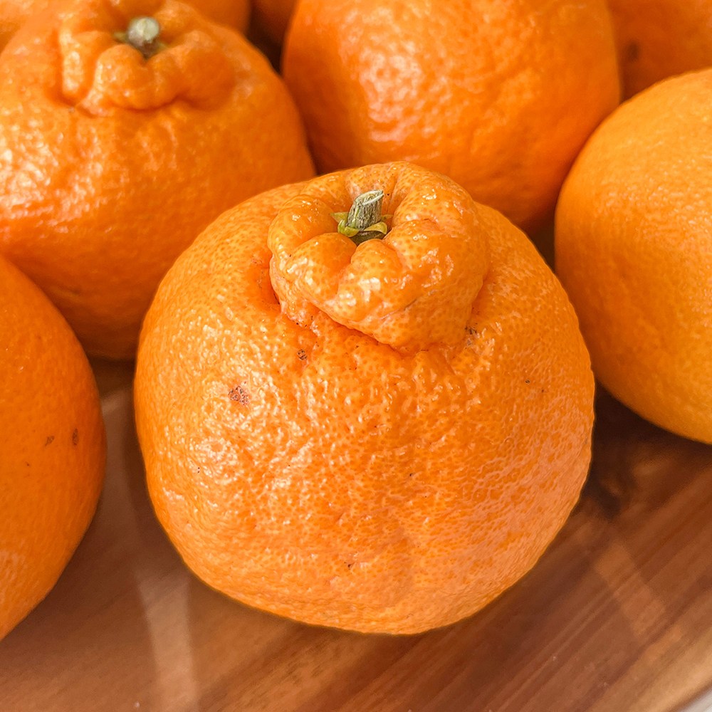 새콤달콤한 제주 한라봉, 1박스, 못난이 한라봉 10키로 혼합과 27,800원