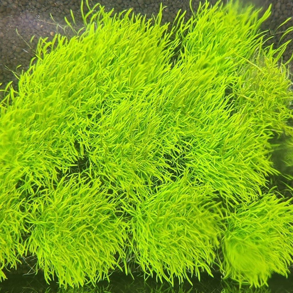 니그로 워터론 40촉 10,000원