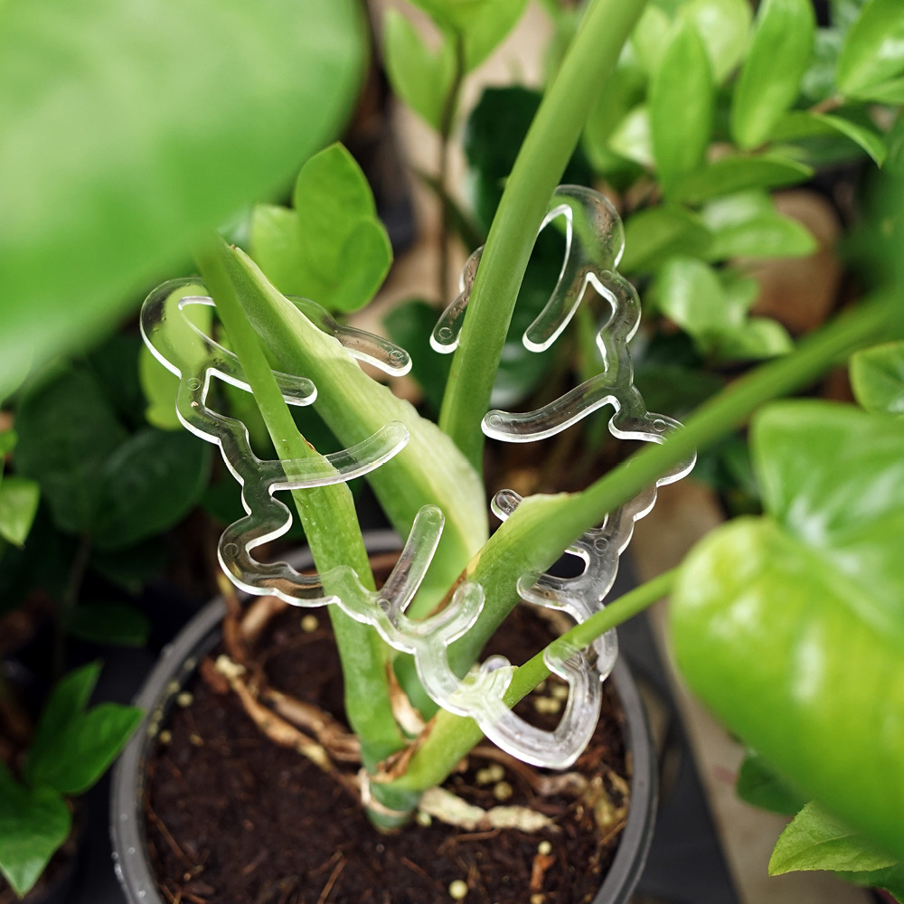 morningscent 몬스테라 투명 플라스틱 식물 줄기 지지대 02 알로카시아, 2개 5,900원