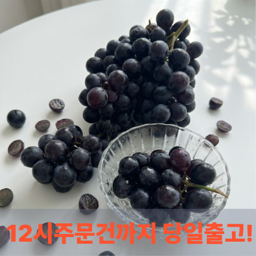 고당도 세이블포도 수입포도 제철과일, 1박스, 1kg 27,900원