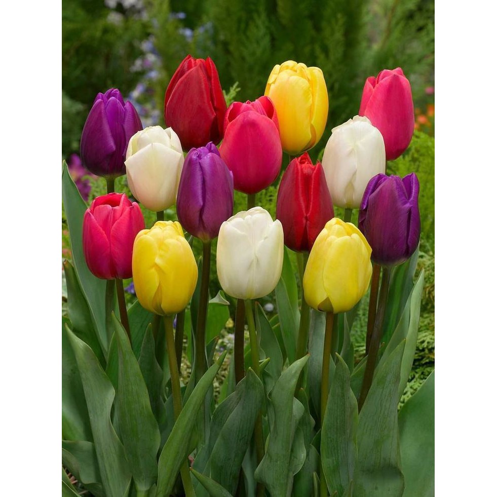 튤립 구근 가을 추식 구근 혼합 유럽 직수입 월동 42,900원